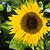 Sunflower, annual