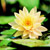 'Carolina Sunset' water lily