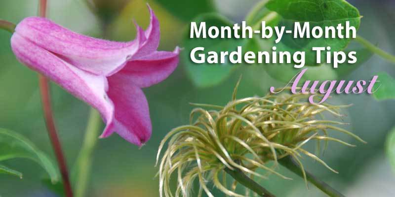 August gardening tips