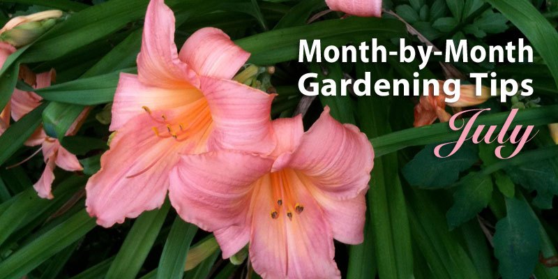 Gardening tips for July