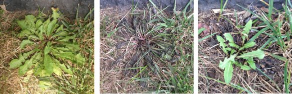 Effects of Ortho Elementals Lawn Weed Killer on dandelion leaves