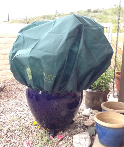 Planket covering a potted plant