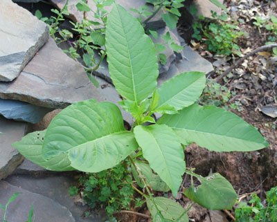 Sievert weed torch Pokeweed control