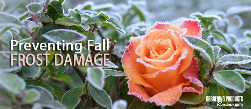 how to prevent fall frost damage