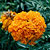 Discovery Orange marigold