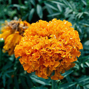 African marigold