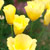 'Thai Silk Lemon Blush' California poppy 
