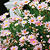 'Madeira Pink' marguerite daisy 