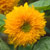 'Teddy Bear' double sunflower