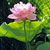 Momo Botan lotus 