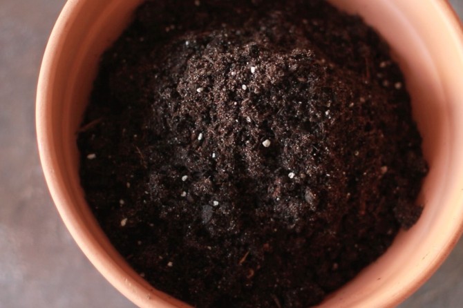 Succulent potting soil