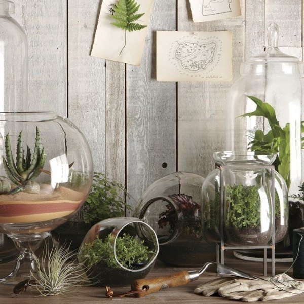Terrarium plants cacti fern creative home decoration ideas