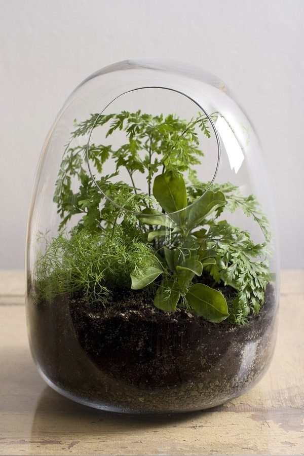 Terrarium plants ideas mini garden ideas herbs fern