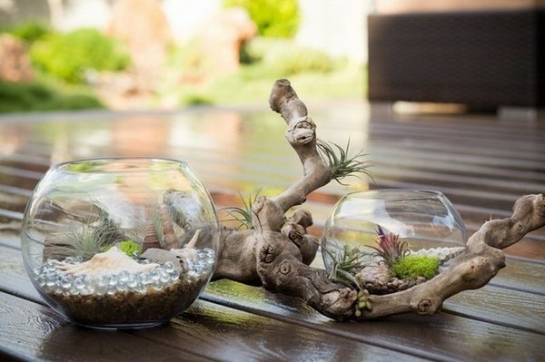 Terrarium plants ideas succulents patio decoration glass aquariums