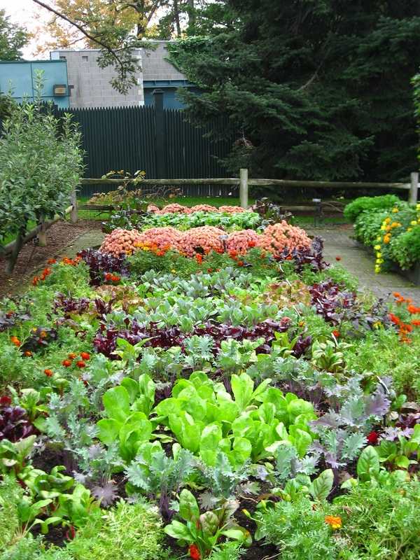 Vegetable garden design ideas vegetable beds plants design