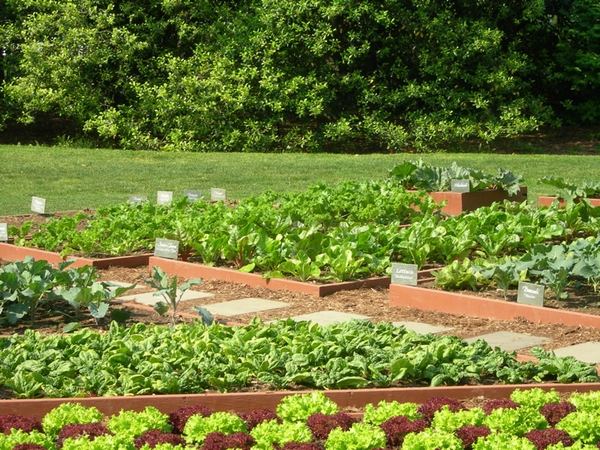 Vegetable garden in the patio tips ideas