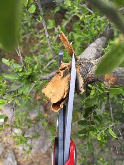 twisting blades on WOLF-Garten lopper