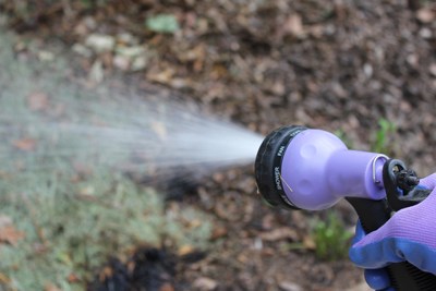 watering mulch after flaming