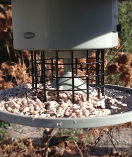 Seed dispenses from the Wingscapes AutoFeeder bird feeder