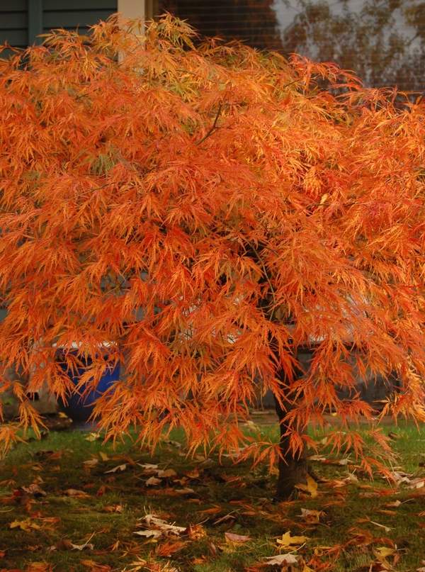 acer palmatum japanese maple fall color