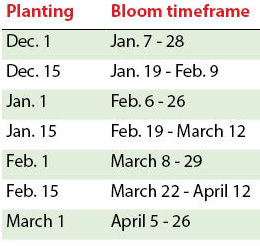 Amaryllis bloom chart