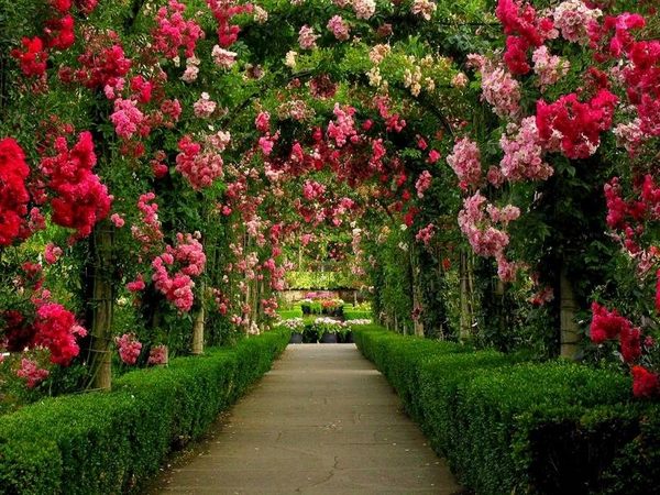 amazing rose gardens walkway arch blooming roses