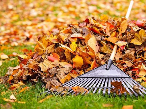 autumn lawn care tips weed control garden landscape ideas