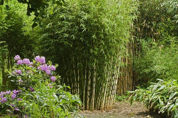 bamboo landscaping ideas clumping bamboo privacy fence