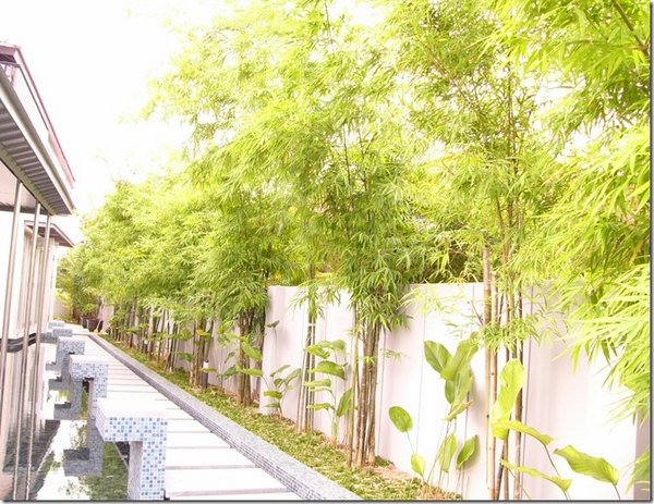 bamboo landscaping ideas grden privacy wall bamboo trees