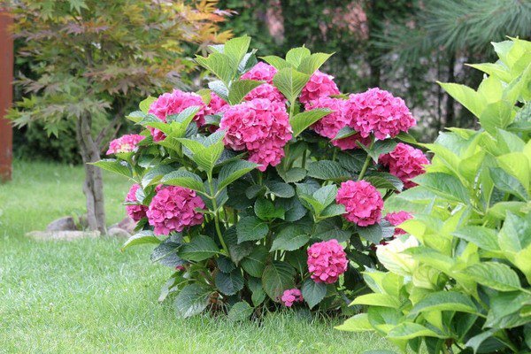 beautiful pink endless summer hydrangea how to care for hydrangeas