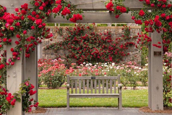 beautiful rose garden romantic red roses garden bench