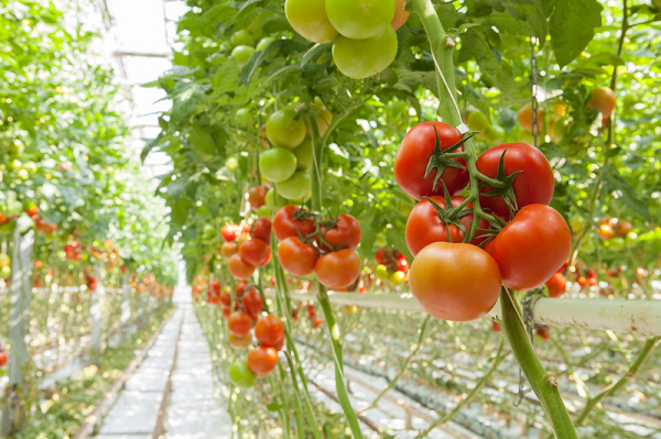 benefits of hydroponic gardening modern vegetable garden