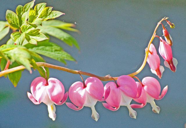 Bleeding Heart (Dicentra species and hybrids)