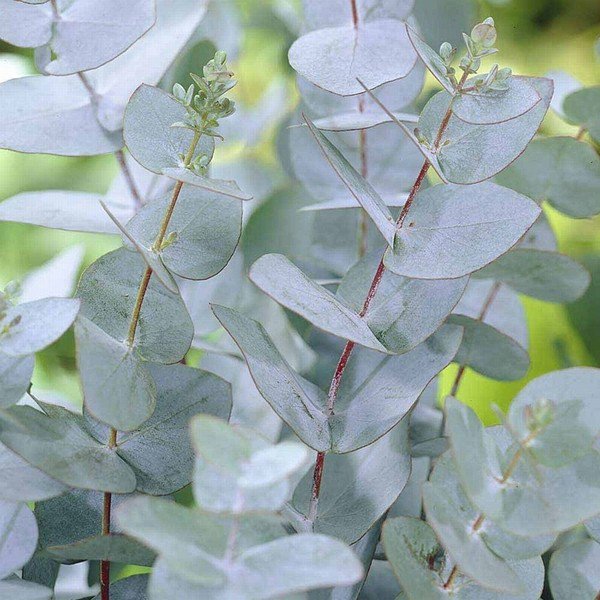 best plants for screening Eucalyptus gunnii Azura