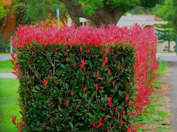 best plants for screening Photinia garden privacy hedge ideas 