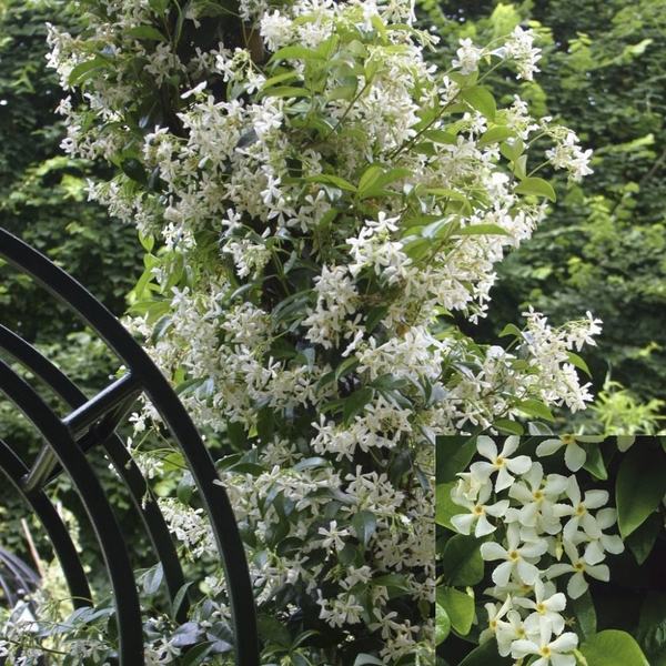 best plants for screening jasmine garden landscape garden decor