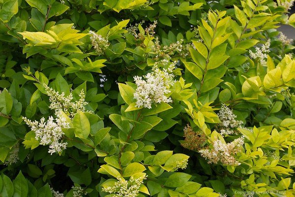best plants for screening privet golden vicary garden decorating ideas 