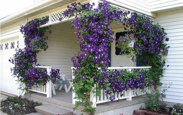 best screening plants porch privacy ideas clematis