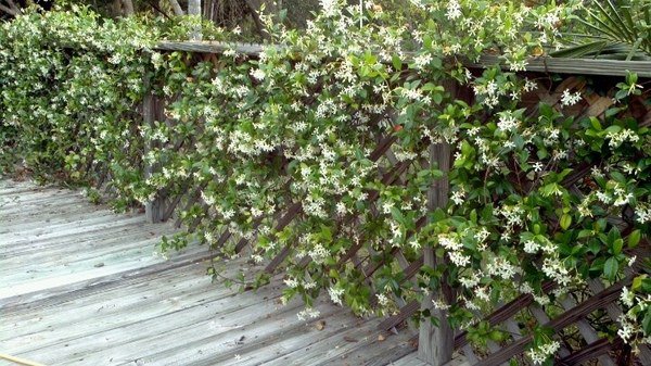 best screening plants privacy plants ideas confederate jasmine 