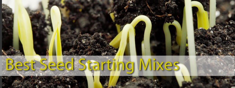 Review of best seed starting mixes