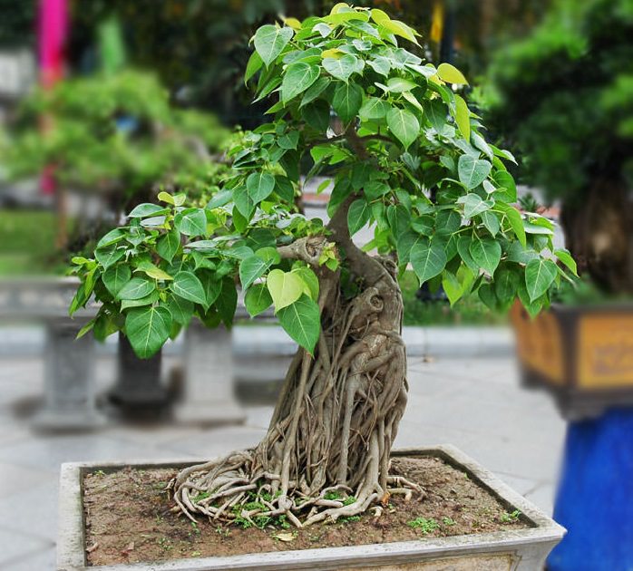 Bodhi tree (Ficus Religiosa)
