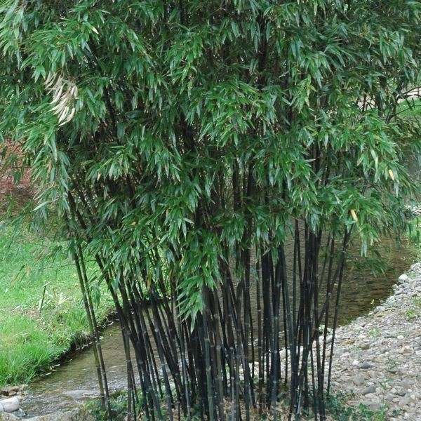 black bamboo garden clumping bamboo privacy plants