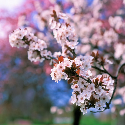 Flowering plum (Prunus cerasifera)