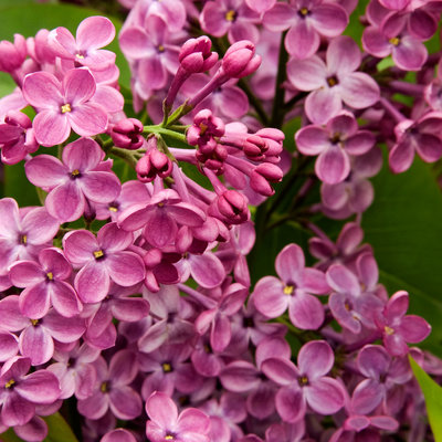 Lilac (Syringa x 'Declaration')