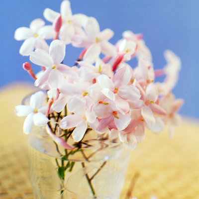 Polyanthus jasmine (Jasminum polyanthum)
