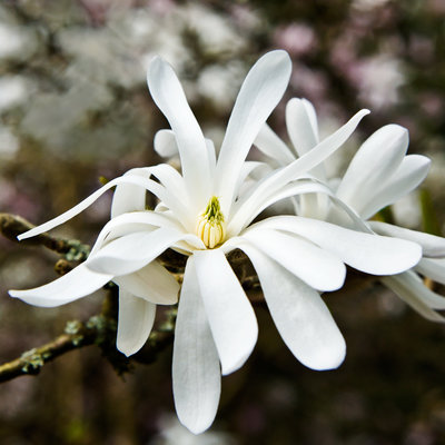 Star magnolia (Magnolia stellata 'Royal Star')