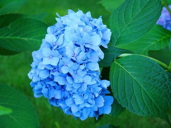 blue hydrangea flower how to water hydrangea garden design