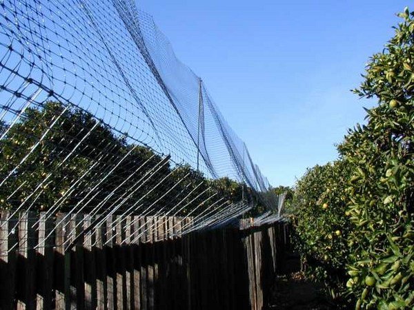 cat proof garden ideas cat fence ideas protective fence