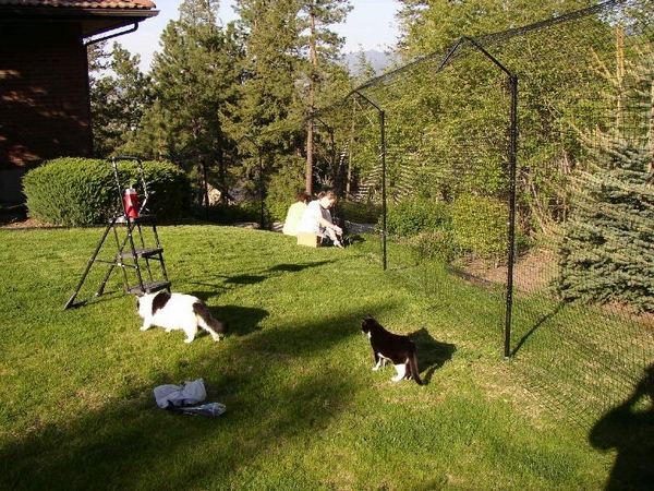 cat proof garden ideas cat fencing barrier fence