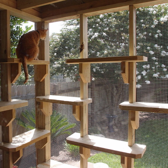 catio or a patio for your cat
